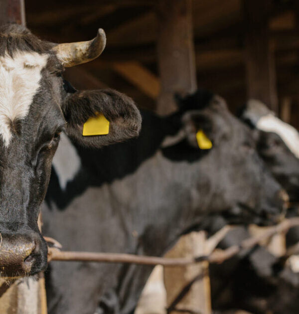 Agricultural concept, bulls with yellow ear tags on a farm in a stall outdoors.